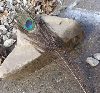Peacock Feather(s) *Genuine   (See drop down for options) - Mhai O' Mhai Beads
 - 1