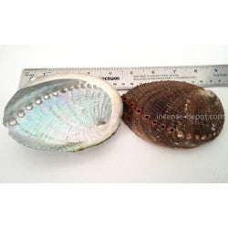 Mexico Green Abalone shell 4-5" Size.  Sold Individually.