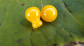 Guru 2 piece Bead *Creamy Yellow Resin ( Sold Individually ) - Mhai O' Mhai Beads
 - 1