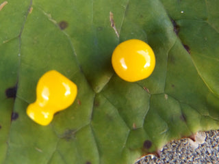 Guru 2 piece Bead *Creamy Yellow Resin ( Sold Individually ) - Mhai O' Mhai Beads
 - 2