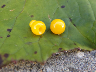 Guru 2 piece Bead *Creamy Yellow Resin ( Sold Individually ) - Mhai O' Mhai Beads
 - 3