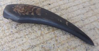 Bali Horn Tusk (Deer Horn).  Sizes vary approx 80mm x 18mm